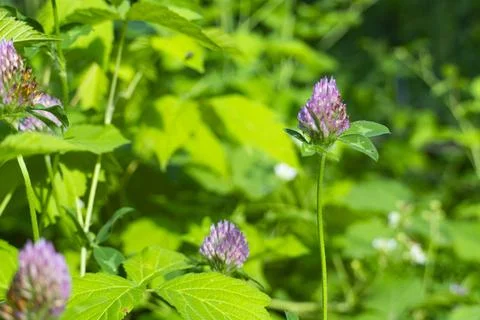 Red Clover Flower Close Up Stock Photos