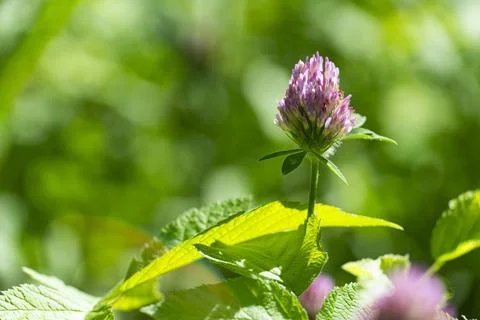 Red Clover Flower Close Up Stock-Fotos