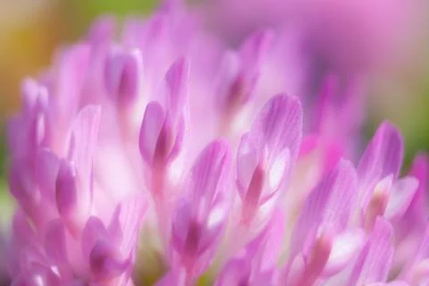 Red clover flower extreme close up Stock Photos