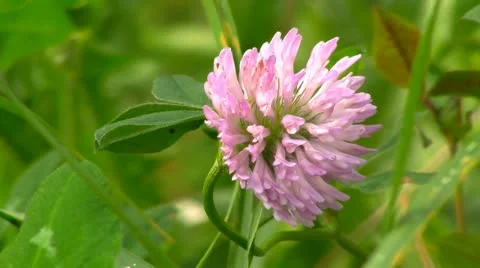 Red clover flower in field Stock Footage 12179217