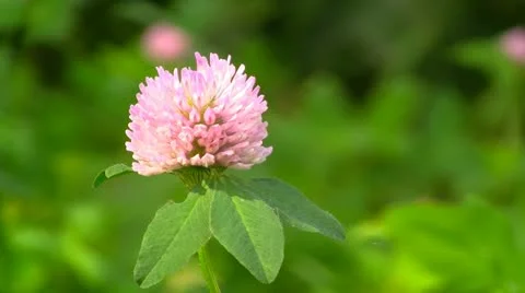 Red clover flower in field 스톡 동영상 12179256