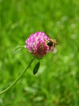 Red clover flower Stock Photos