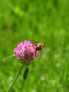 Red clover flower Foto stock