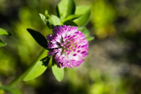 Red clover flower Stock Photos