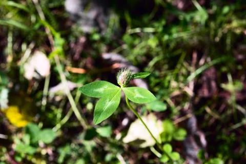 Red clover flower Stock Photos