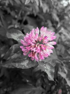 Red Clover flower 写真素材