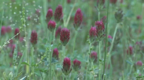 Red Clover Stock-Footage 711370