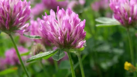 Red clover Stock Footage 170138854