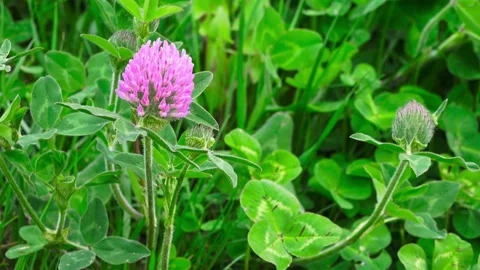 Red clover on a green grass background Video stock 88004078