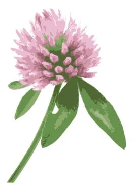 Red clover Stock Illustration