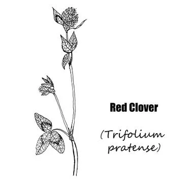 Red clover Stock Illustration