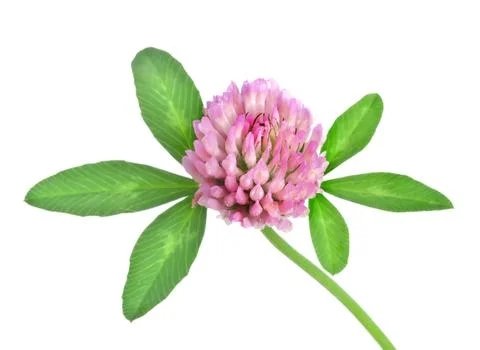 Red clover isolated Stock Photos