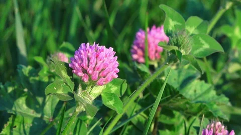 Red clover, macro Stock Footage 89042279