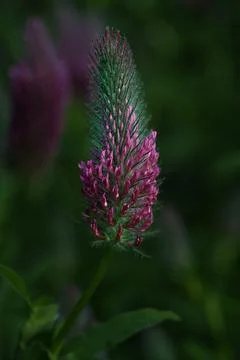 Red clover in macro 库存照片