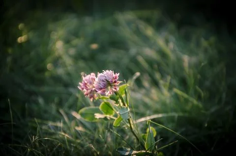 Red clover on a meadow in the rays of the setting sun Stock Photos