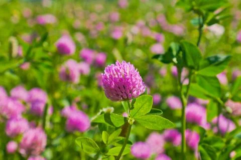 Red clover Stock Photos