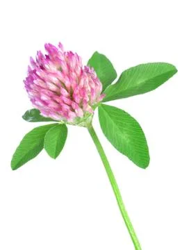 Red clover Stock Photos