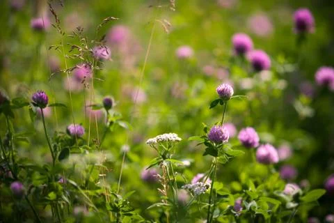 Red clover Stock Photos