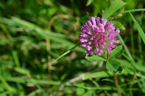 Red clover Stock Photos
