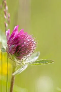 Red Clover Stock Photos