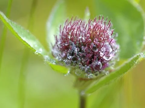 Red Clover Stock Photos
