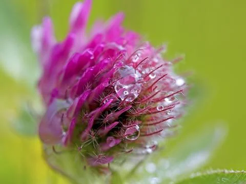 Red Clover Stock Photos