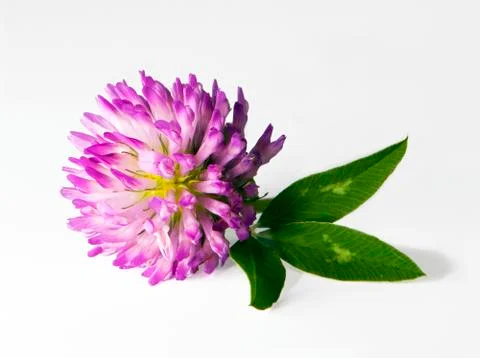 Red clover Stock Photos