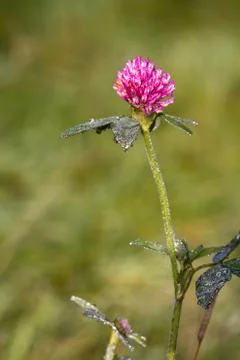 Red Clover Stock Photos