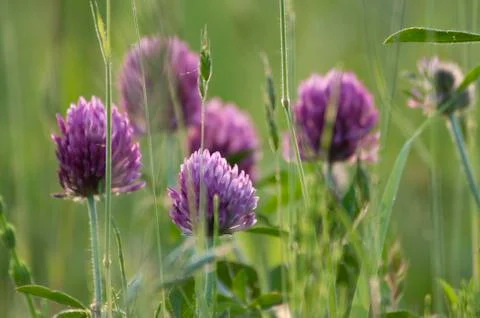 Red clover Stock Photos