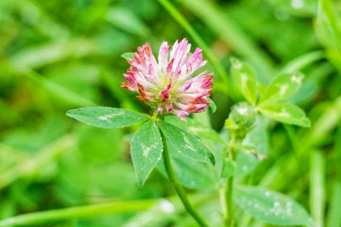 Red Clover Stockfoto's