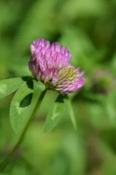 Red clover Stock Photos
