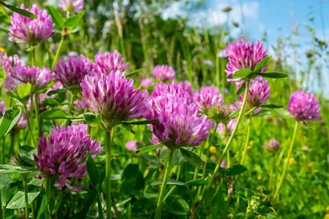 Red clover 스톡 사진