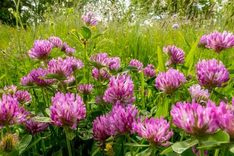 Red clover Stock Photos