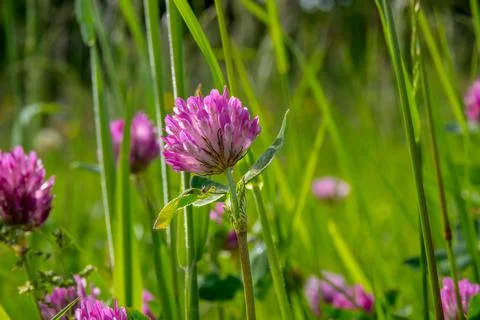 Red clover Stock Photos
