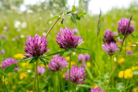 Red clover Stock Photos