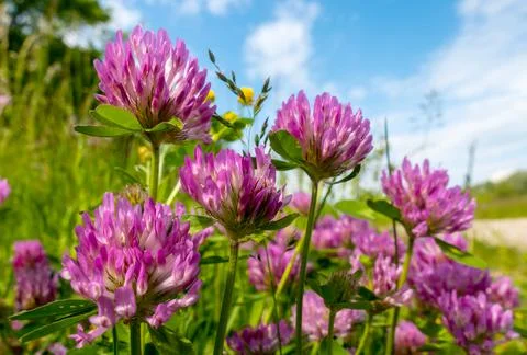 Red clover Stock Photos