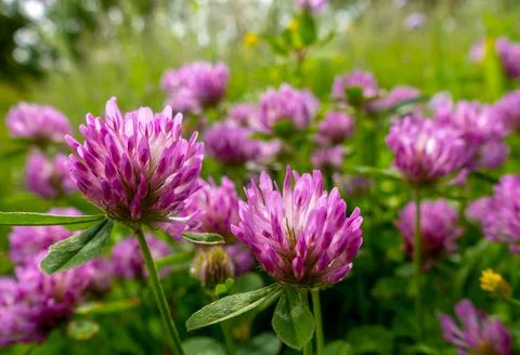 Red clover Stock Photos