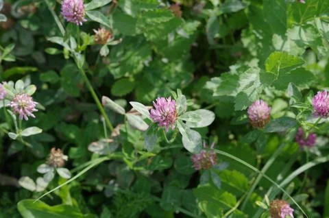 Red Clover 库存照片