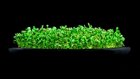 Red clover seeds sprouting and growing timelapse Stock Footage 88858475
