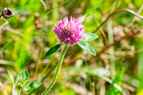 Red Clover in the sun Stock Photos