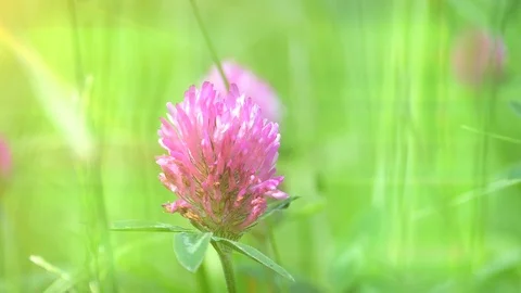 Red Clover in Sunlight Stock Footage 98749414