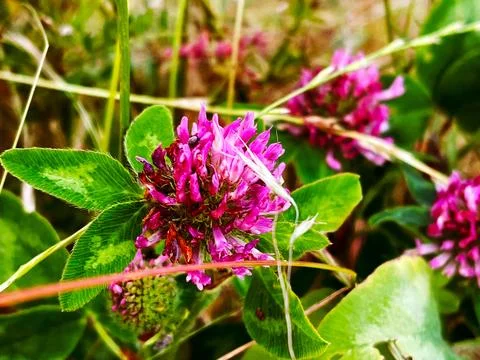 Red clover in the sunshine. Stock Photos