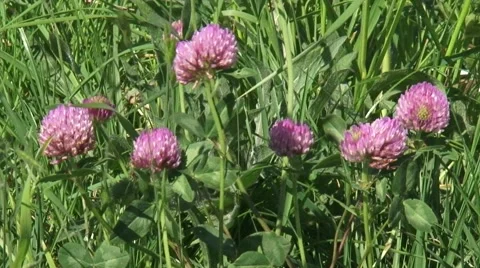 Red clover, Trifolium pratense, blooming in summer breeze - side view Stock Footage 59188657