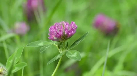 Red clover (Trifolium pratense) Stock Footage 16717709