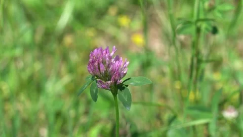 Red clover (Trifolium pratense) Stock Footage 314896137