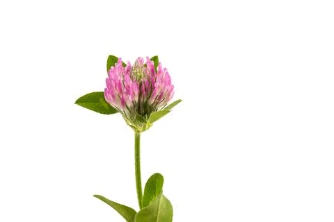 Red clover on white background in close up. Red clover is a clowering plant.. Stock Photos