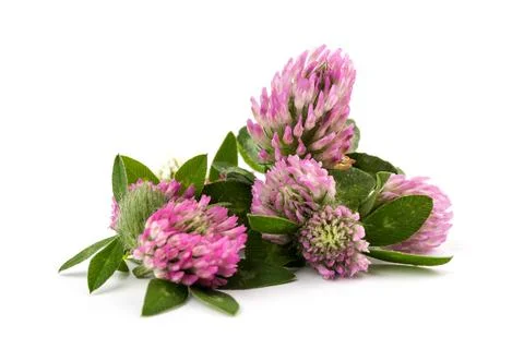 Red clover on white background in close up. Red clover is a clowering plant.. Stock Photos