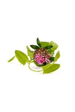 Red clover on white background in close up. Red clover is a clowering plant.. Stock Photos