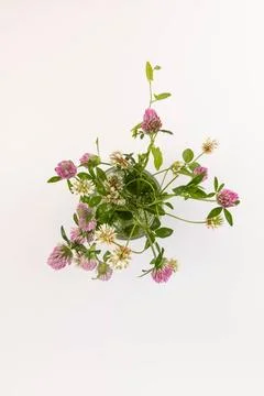Red clover on white background in close up. Red clover is a clowering plant.. Stock Photos