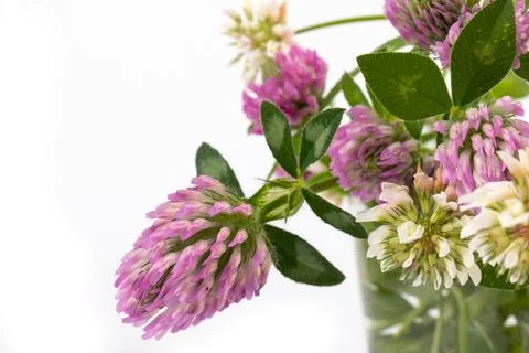 Red clover on white background in close up. Red clover is a clowering plant.. Stock Photos